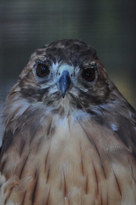 red-tailed hawk